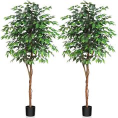 two potted trees with green leaves on them