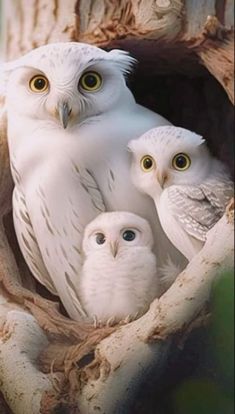 three white owls are sitting in a tree