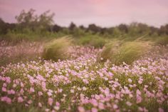 pink flowers are in the middle of a field