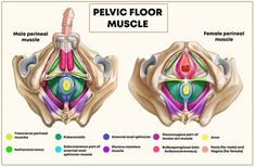 Pelvic Floor Prolapse, Medical Diagrams, Pelvis Anatomy, Med Notes, Kegel Exercise For Men, Nursing Life, Therapy Techniques