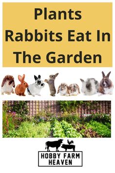 rabbits eat in the garden with text that reads, plants rabbits eat in the garden