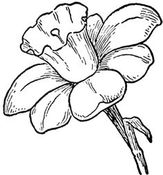 Daffodil Drawing, Flowers Sketch, White Drawing, Diy Simple, Black And White Drawing, Drawing Lessons