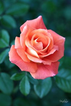 an orange rose with green leaves in the background