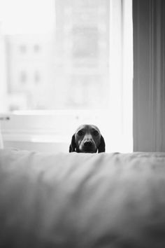 a black and white photo of a dog peeking over the edge of a bed in front of a window