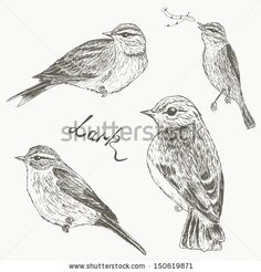 four birds sitting on the branch