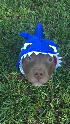 a brown dog wearing a blue and white hat on top of it's head