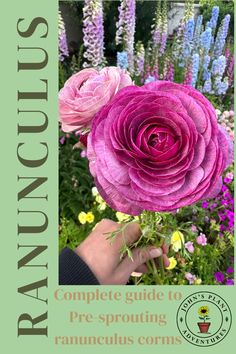 a hand holding a pink flower in front of purple and yellow flowers with text reading brantons complete guide to pre - sprouting ranucing ranunus coms