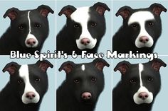 four different pictures of a dog's face with the words blue spirit's 6 face markings