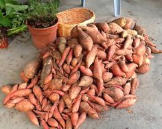 a pile of carrots sitting next to a potted plant