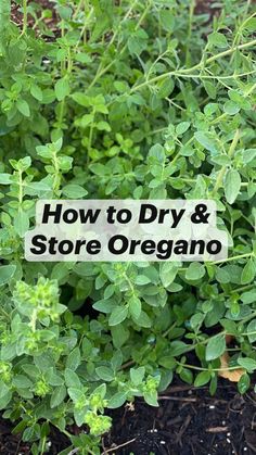 a sign that says how to dry and store oregano in front of some plants