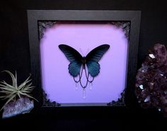 there is a purple frame with a blue butterfly in it and two air plants next to it