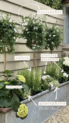 an assortment of plants in a metal planter on the side of a house, labeled with names