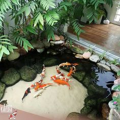 two koi fish swimming in a pond surrounded by rocks and greenery on the ground