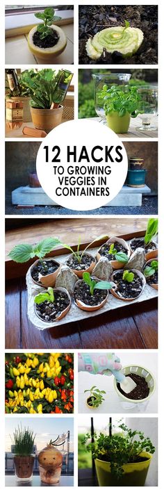 some plants that are growing in pots with the words, 12 hacks to growing containers