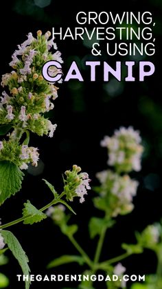 the words growing, harvesting and using catnip are in front of some flowers