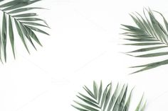 green palm leaves on white background with copy - space for text or image, top view