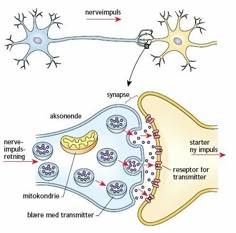 the structure of an animal's nervous system, including its structures and their functions