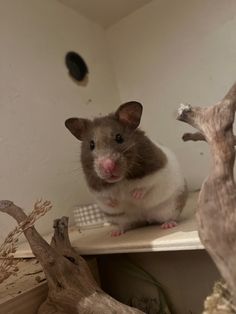 a brown and white rat sitting on top of a shelf next to dead tree branches