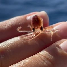 a small spider sitting on the palm of someone's hand with water in the background