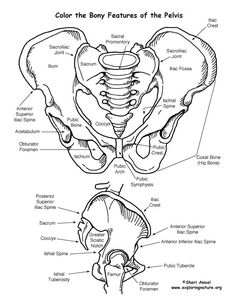 the anatomy of the pel girdle and its major parts, including the bones