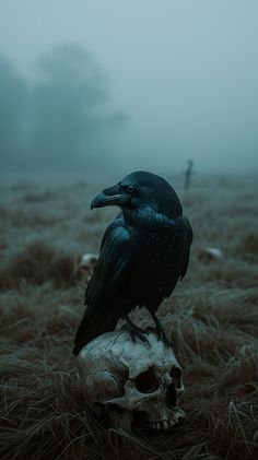 a black bird sitting on top of a skull in the middle of a grass field