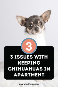 a small dog sitting on top of a pillow with the words 3 issues with keeping chihuahuas in apartment