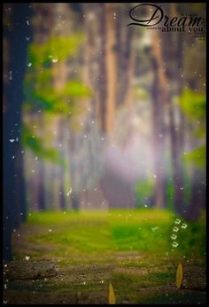 an image of a forest scene with rain falling from the trees and grass in the foreground