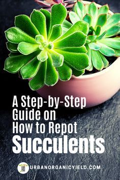 a small potted plant with the words, a step - by - step guide on how to reppot succulents