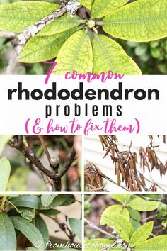 Rhododendron Problems: What's Wrong With My Rhododendron?