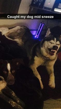 two dogs are laying on the floor with their mouths open and one dog is yawning