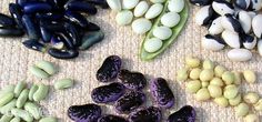 several different types of beans and bean pods are arranged on a table top, with one pea in the middle