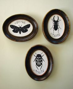 three framed bugs are on the wall next to each other in brown and black frames