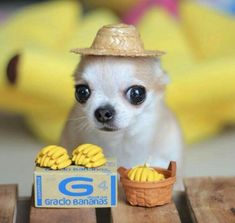 a small white dog wearing a straw hat next to a box of yellow banana's