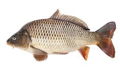 a fish that is standing up against a white background and looking to its left side