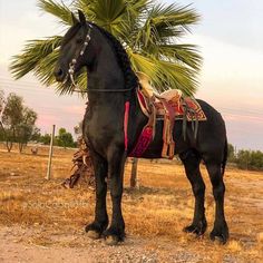 a black horse standing on top of a dry grass field next to a palm tree