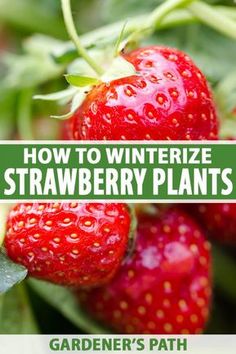 how to winterize strawberry plants with garden's path gardening tips for beginners