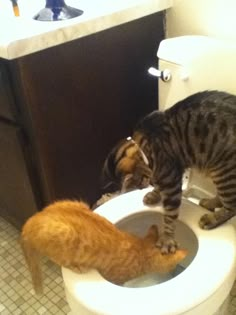 two cats drinking water out of a toilet with the caption it's right there dude red dot went in there