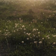 the sun shines through the foggy grass and dandelions