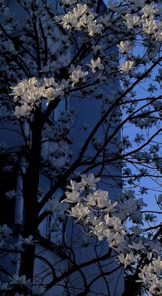 a full moon is seen behind the branches of a tree in front of a building