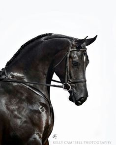 a black horse with bridle on it's head standing in front of a white background