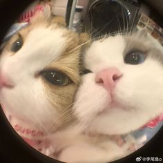 two cats are looking at the camera through a round lens, with one cat's face reflected in the mirror