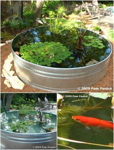 an image of a fish pond with plants in it