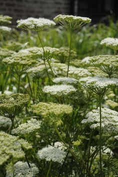 some very pretty white flowers in the grass