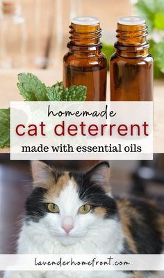 homemade cat deterrent with peppermint oil and a calico cat Diy Cat Calming Diffuser, Natural Cat Repellent Indoor, Homemade Cat Repellent, Essential Oil Cat Repellent, Homemade Cat Deterrent Spray, Natural Cat Repellent Yards, Diy Cat Deterrent Spray For Furniture, Essential Oils For Cat Urine, Cat Repellant For Furniture