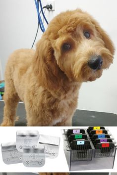 the dog is getting his hair cut and grooming