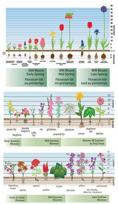 the different types of flowers and plants that are growing in their own garden, from seed to flower