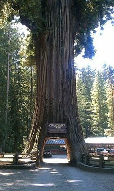 a large tree in the middle of a forest with a sign on it's trunk