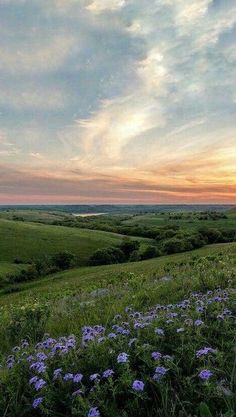 the sun is setting over an open field with wildflowers