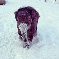 an elephant is walking through the snow with its trunk sticking out and it's head in the air