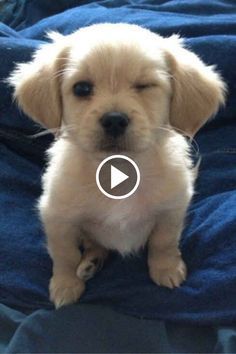 a small white dog sitting on top of a blue blanket